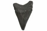 Serrated, Juvenile Megalodon Tooth - South Carolina #340568-1